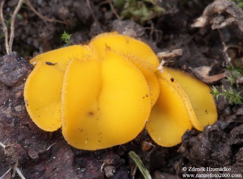 žlutěnka žloutková, Cheilymenia oligotricha (Houby, Fungi)